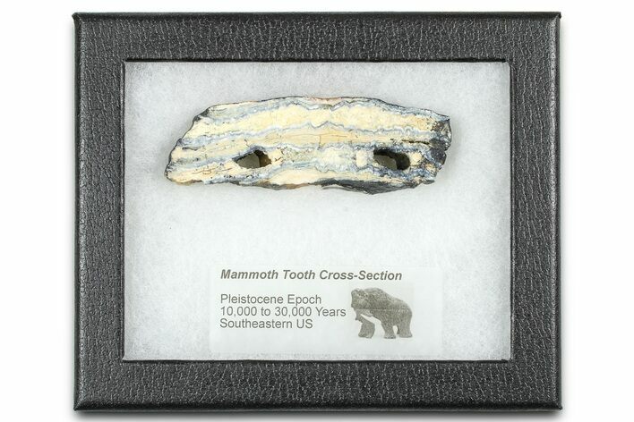 Mammoth Molar Slice With Case - South Carolina #377758